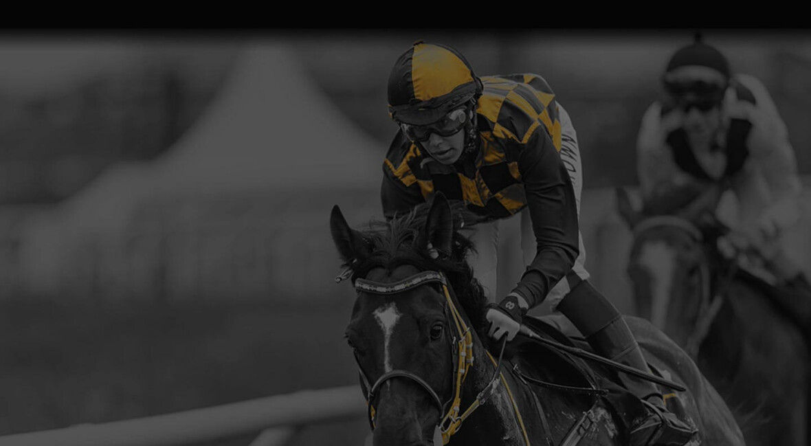 black and white horse runnning