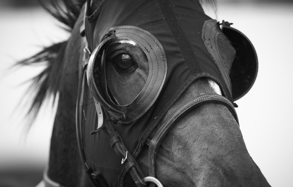 Black and white horse head